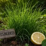 lyposingrass