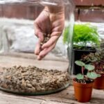 What Plastic Is Best for a DIY Terrarium