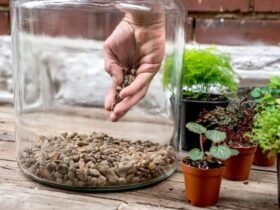 What Plastic Is Best for a DIY Terrarium