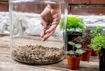 What Plastic Is Best for a DIY Terrarium