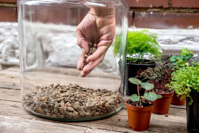 What Plastic Is Best for a DIY Terrarium